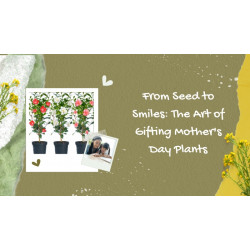 From Seed to Smiles: The Art of Gifting Mother's Day Plants